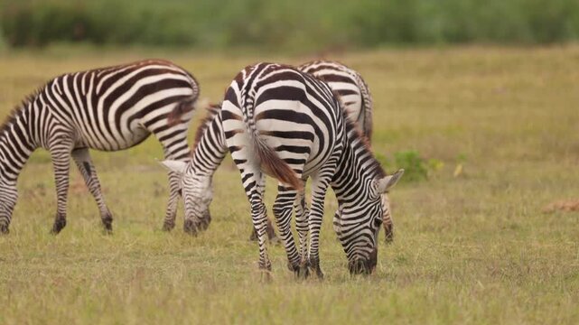 A group of plains zebras standing and grazing across the grasslands of Amboseli National Park, Kenya, in their natural African savanna habitat.