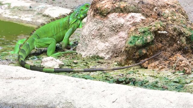 A vibrant green iguana standing near a small pond and a rocky mound in a natural habitat