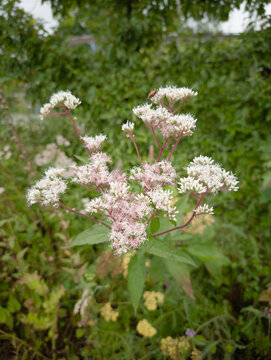 Blooming wild Eupatorium flowers with white and pink blossoms in a green field