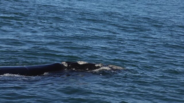 A massive bowhead whale briefly surfaces in the ocean, lifting its enormous head above the water. It exhales a powerful breath through its blowholes before gracefully diving back beneath the surface.