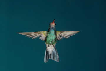 Fototapeta premium Broad-billed hummingbird hovering in flight