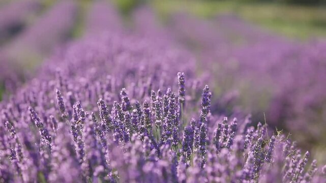 Sunset over a summer lavender field. Landscape with rows of lavender