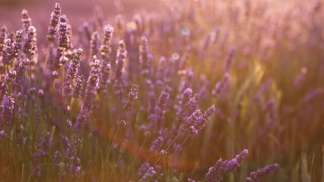 Sunset over a summer lavender field. Landscape with rows of lavender