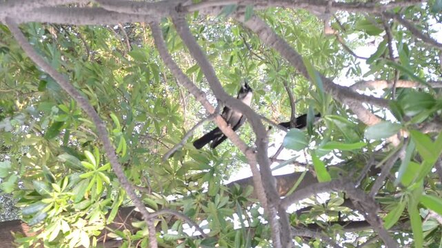 bird in the nest