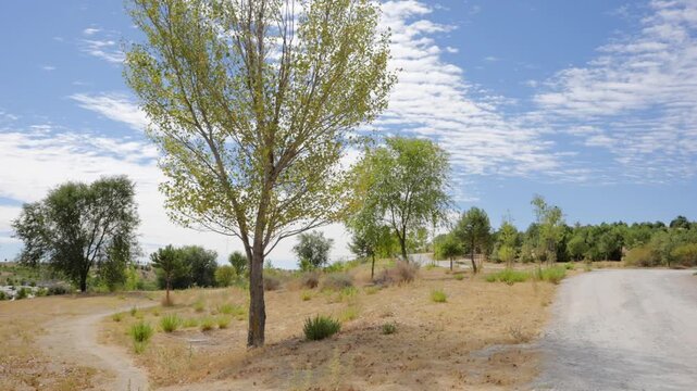 Sunlit Tree Along a Winding Path in a Dry Urban Park