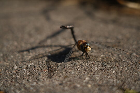 Libelle