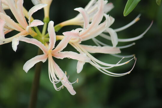 Close-Up of White Spider Lily, Lycoris &times; albiflora