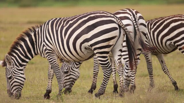 A group of plains zebras standing and grazing across the grasslands of Amboseli National Park, Kenya, in their natural African savanna habitat.