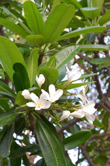 Obraz premium coconut tree flower