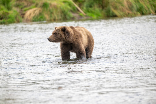 Alaskan brown in Brooks River at sunrise