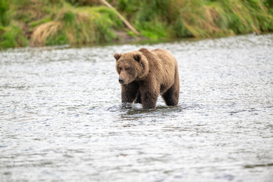 Alaskan brown in Brooks River at sunrise