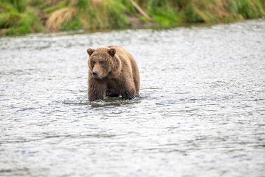 Alaskan brown in Brooks River at sunrise