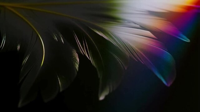 Macro close up of dark feather with iridescent rainbow prism light reflection background