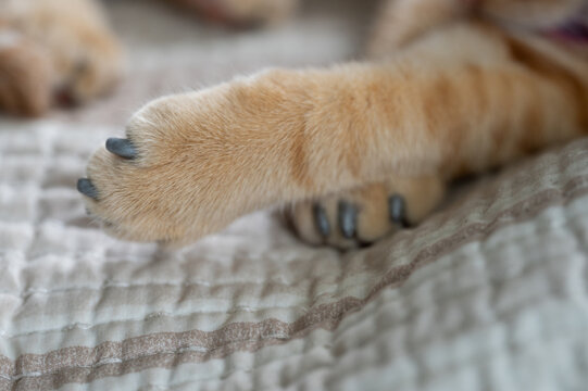 Cat claws covered with plastic protector