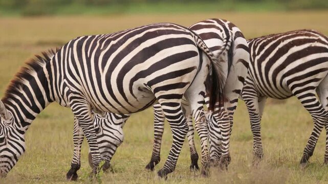 A group of plains zebras standing and grazing across the grasslands of Amboseli National Park, Kenya, in their natural African savanna habitat.