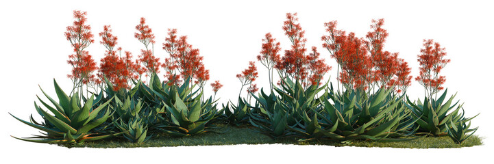 Obraz premium Aloe striata tree line, Forest Edge, Backdrop cutout, isolate transparent background, Vibrant Red Flowers Blooming Among Blue-Green Aloe Plants in a Lush Garden Scene