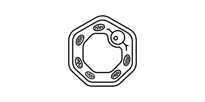 Human cell cross section illustration showing nucleus mitochondria and membrane on transparent background.