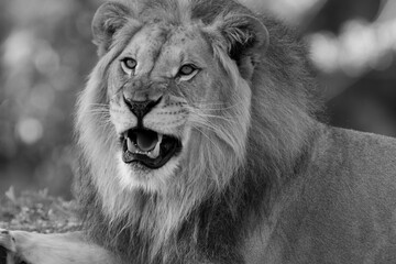 African male lion portrait. Miami Metro Zoo, Miami, Florida, USA.  © Yan