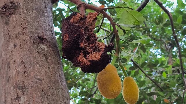 Detailed natural view showing decaying black jackfruit above two small young green raw tropical fruits.