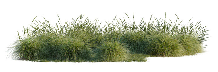 Obraz premium Muhlenbergia rigens008_Wind tree line, Forest Edge, Backdrop cutout, isolate transparent background, Dense green dune grass patch with visible texture