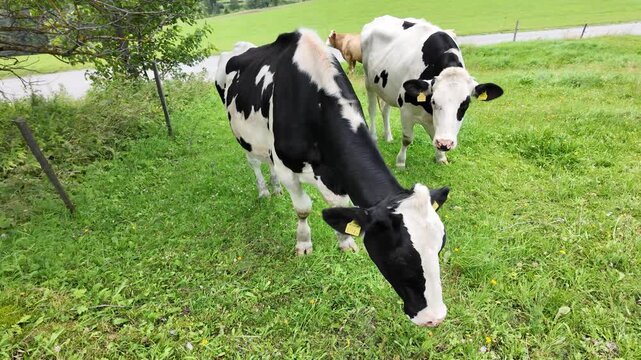 Two Black and White Holstein Dairy Cows Grazing in a Lush Alpine Pasture