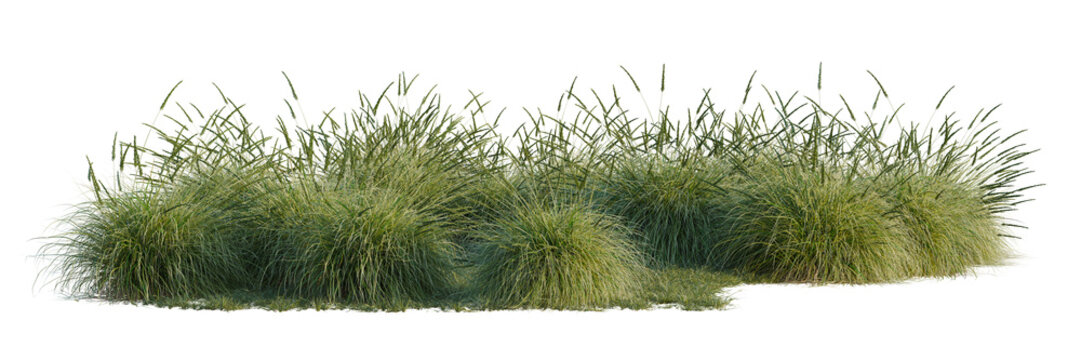 Muhlenbergia rigens008_Wind tree line, Forest Edge, Backdrop cutout, isolate transparent background, Dense green dune grass patch with visible texture