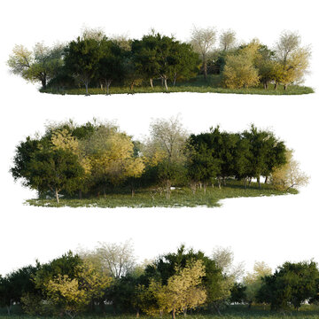 Populus fremontii, Prosopis chilensis and Simmondsia ch tree line, Forest Edge, Backdrop cutout, isolate transparent background