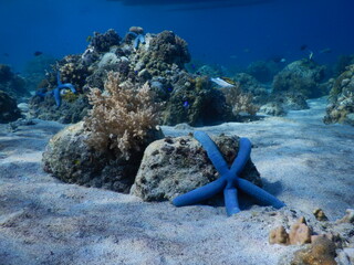 Blue linckia sea star on coral reef and white sand seabed underwater view © Nipari D.