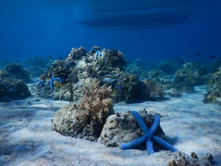 Blue linckia sea star on coral reef and white sand seabed underwater view © Nipari D.