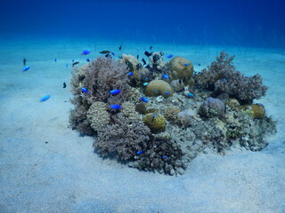 Small coral reef bommie surrounded by tiny blue damselfish on sandy ocean floor © Nipari D.