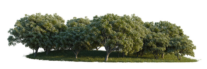 Chionanthus retusus tree line, Forest Edge, Backdrop cutout, isolate transparent background, Group of lush green trees with grass ground, ideal for landscaping designs and nature backgrounds. © Peter Hai