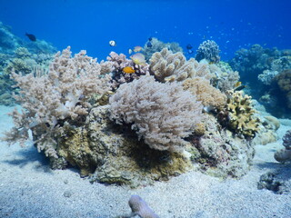 Soft coral bommie growing on white sandy sea floor with small tropical fish in clear ocean water © Nipari D.
