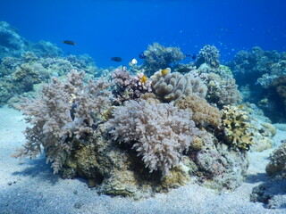 Soft coral bommie growing on white sandy sea floor with small tropical fish in clear ocean water © Nipari D.