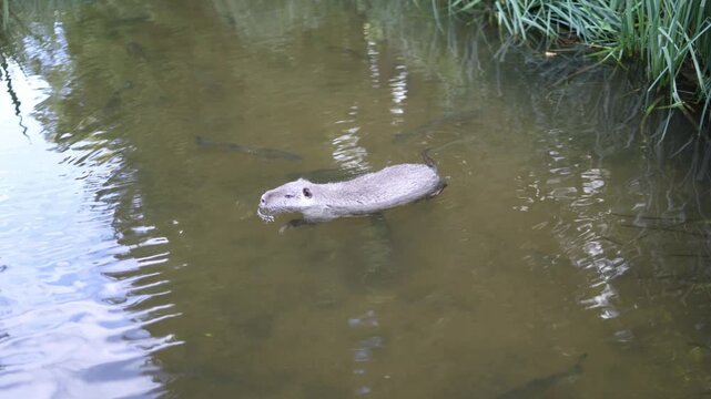 EN description &mdash; 170 characters
Nutria swims through shallow freshwater among fish near grassy banks creating gentle ripples as a wild rodent moves slowly through its natural aquatic habitat in warm s