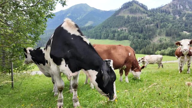 Scenic view of a brown cow and a black and white cow grazing on a mountain meadow