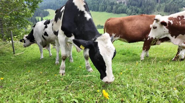 Scenic view of a black and white cow grazing on a mountain meadow