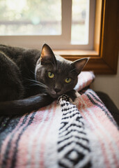 cat on the couch © Noelle Buske