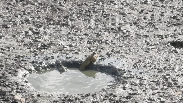 Mudskipper fish moving on muddy wetland in mangrove forest, natural habitat footage