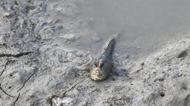 Mudskipper fish moving on muddy wetland in mangrove forest, natural habitat footage