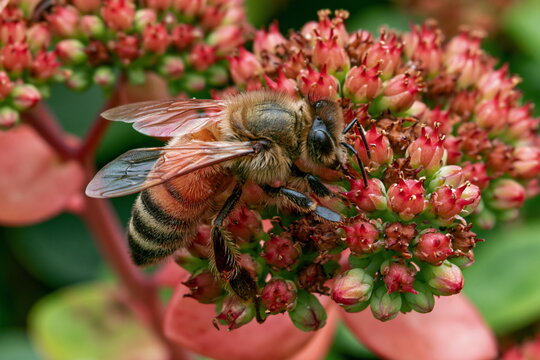 Honeybee Collecting Yellow Pollen from Vibrant Purple Flower Under Bright Sunlight