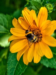 Bumblebee gathering nectar and pollen on bright yellow flower macro © Yaroslav Demikhov