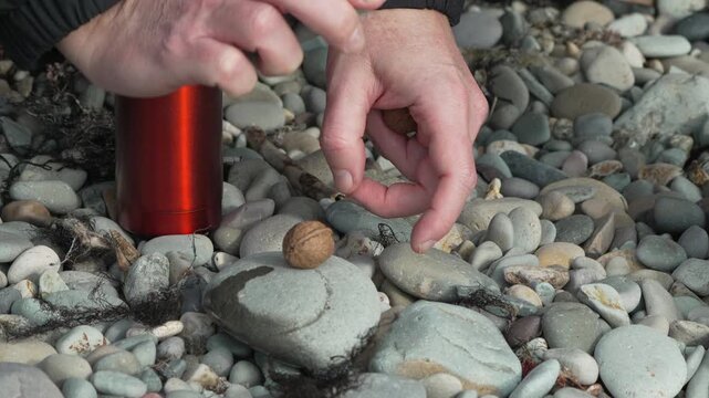 Walnut cracking stones man uses two smooth rocks to open a nut on a pebble beach during an outdoor hiking break