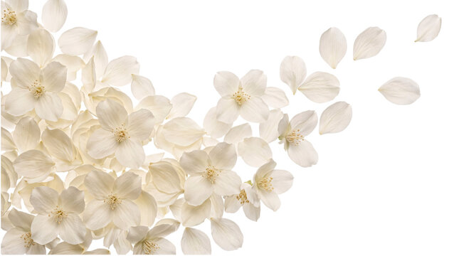 Delicate white jasmine flowers and isolated on transparent background
