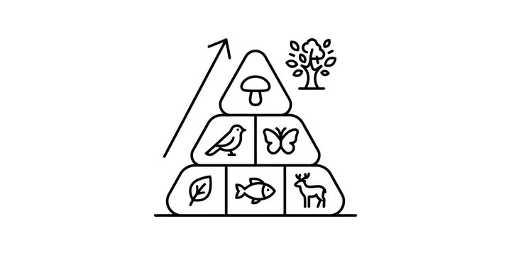 Food chain pyramid illustrating ecosystem trophic levels and growth, transparent background.