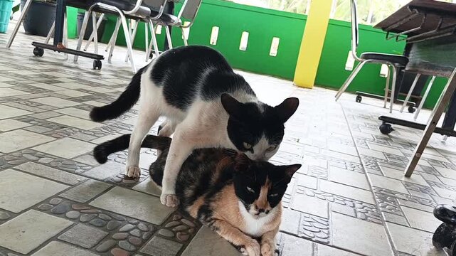 Footage of two domestic cats mating on a tiled terrace floor under a table in the afternoon.