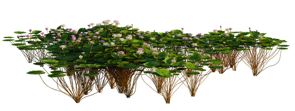 Nymphaea Bisque, Nymphaea LightPink and Nymphaea Orchid tree shrub, plant bush, cutout, isolate transparent background