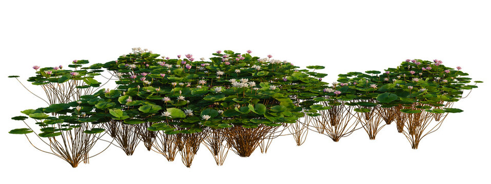 Nymphaea Bisque, Nymphaea LightPink and Nymphaea Orchid tree shrub, plant bush, cutout, isolate transparent background, Lush Water Lilies Floating on a Pond - Serene Aquatic Flora with Pink Blossoms