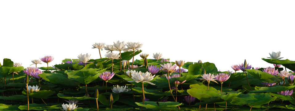 Nymphaea Bisque, Nymphaea LightPink and Nymphaea Orchid tree shrub, plant bush, cutout, isolate transparent background, Lush Water Lilies in a Pond - A Serene Scene of Blooming Flowers and Greenery