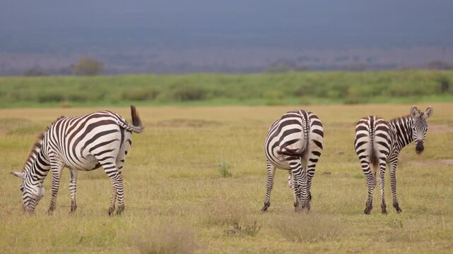 A group of plains zebras standing and grazing across the grasslands of Amboseli National Park, Kenya, in their natural African savanna habitat.