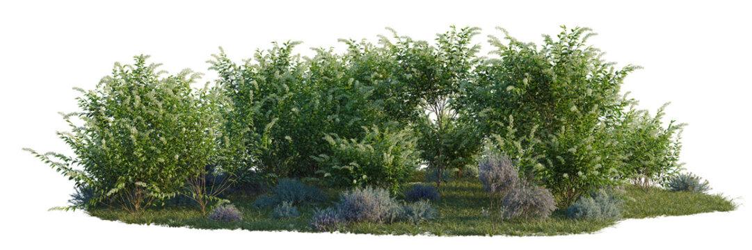 Cestrum nocturnum, Eremophila nivea and Helichrysum ita tree shrub, plant bush, cutout, isolate transparent background